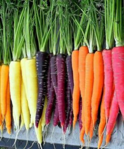 Carrots Rainbow blend seeds