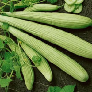 Armenian Yard Long Cucumber