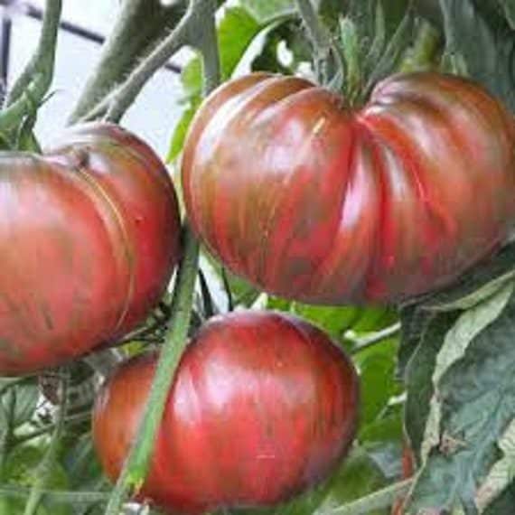 Berkley Pink Tye Die Tomato seeds