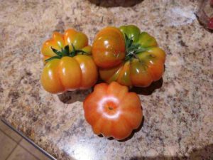 Tomato - Costoluto Genovese (solanum lycopersicum) Sauce tomato