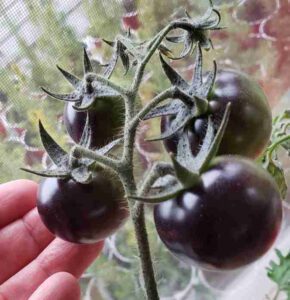 Fahrenheit Blue - Black Tomato