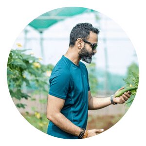 grow cucumbers greenhouse