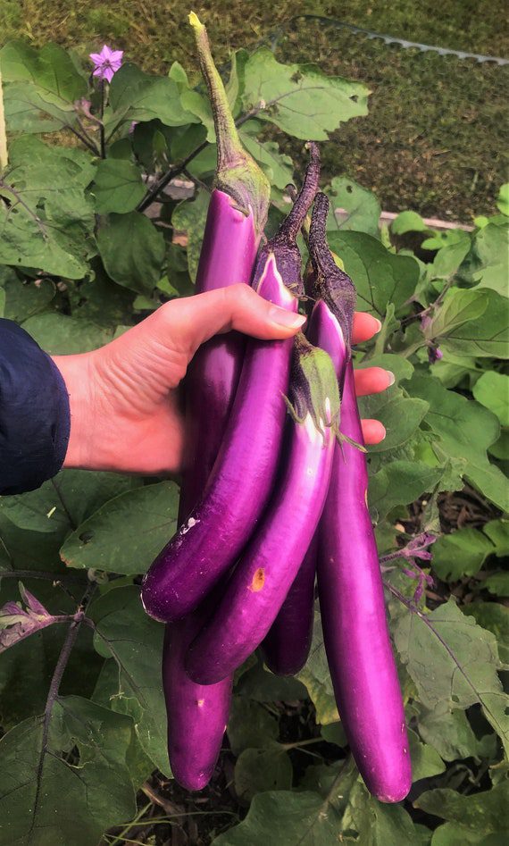 How To Grow Chinese Eggplant - Growing Life Organic