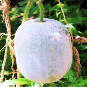 Giant White Skin Winter Melon Seeds