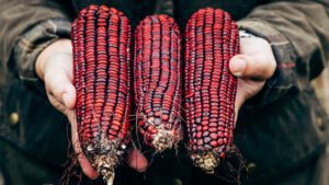 Bloody Butcher Red Ornamental Corn Seeds