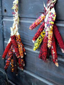 Bloody Butcher Red Ornamental Corn Seeds