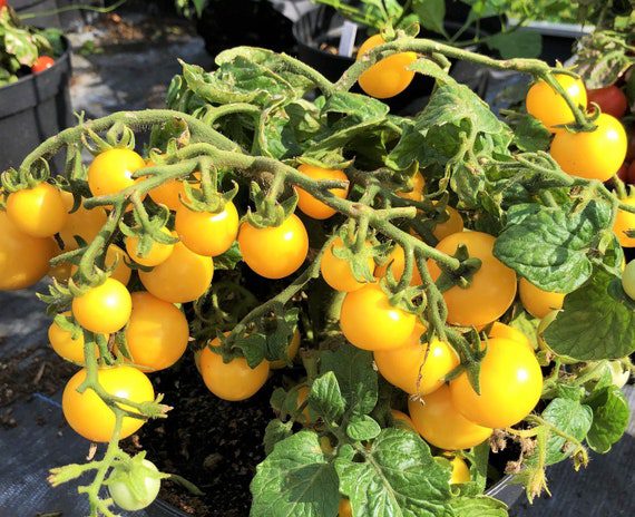Sungold Yellow Tomato Seeds