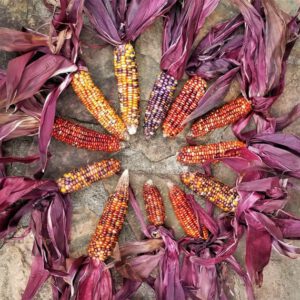 Seneca Red Stalker Ornamental Corn Seeds