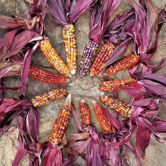 Seneca Red Stalker Ornamental Corn Seeds