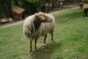 Sheep Manure For Garden