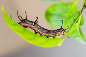 Caterpillar In Garden