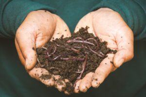 Worms In Garden