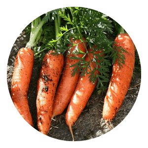Scarlet Nantes Carrot Seeds