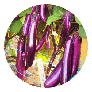Chinese Eggplant Seeds