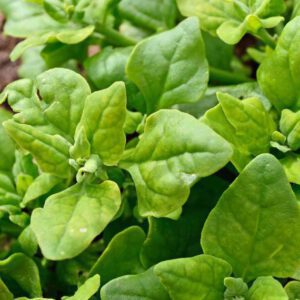 New Zealand Spinach Seeds