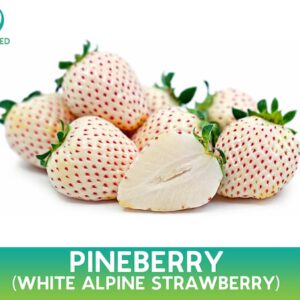 Pineberry OrganiPineberry Organic Seed, White Alpine Strawberryc Seed, White Alpine Strawberry