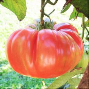 Henderson's Pink Ponderosa Tomato Seeds