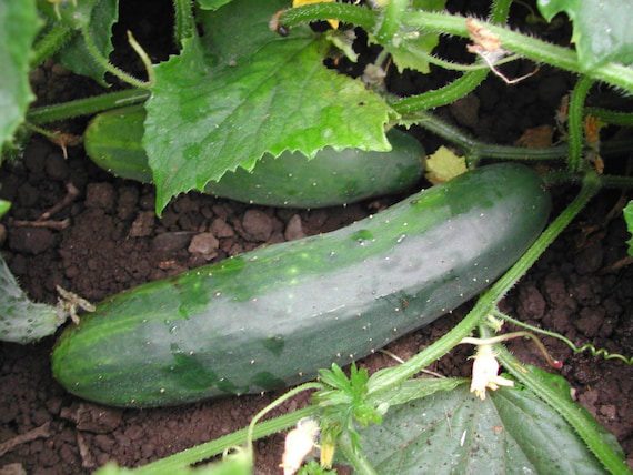 Straight Eight Cucumber Seeds Heirloom