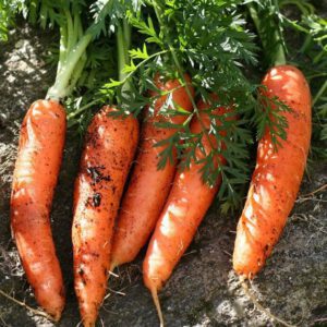 Scarlet Nantes Carrot Seeds