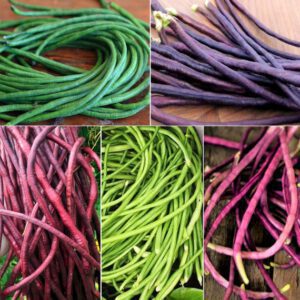 5 Colors Mix Yard Long Bean Seeds