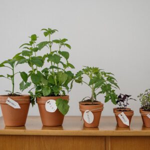Plant Pots Indoor