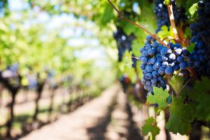 How To Grow Organic Grapes