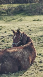 Is horse manure a good fertilizer?