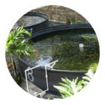 aquaponics gardening