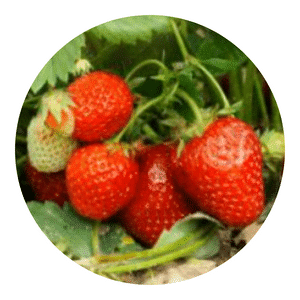 June-Bearing Strawberry