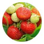 Everbearing Strawberry
