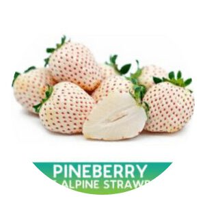 White Alpine Strawberry