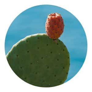 how to grow Prickly Pear