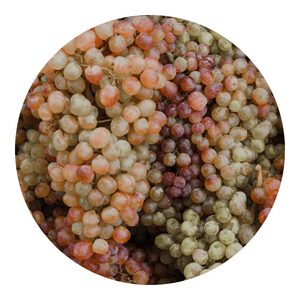 how to grow organic grapes