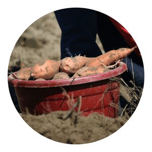 how to grow sweet potato