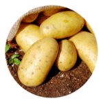 how to grow organic potato