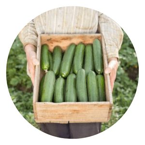 Cucumbers Local Guide