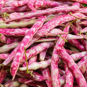 Pink Cranberry Bean Seeds