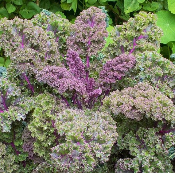 Red Russian Kale Seeds