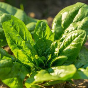 Noble Giant Spinach Seeds