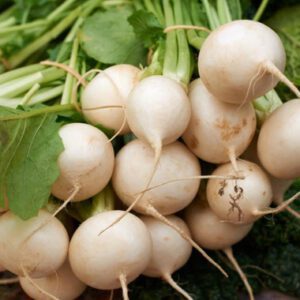 Shogoin Japanese Turnip Seeds