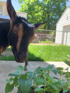 Goat Manure - Natural Organic Garden Fertilizer