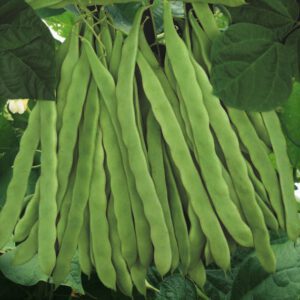 Qing Bian Romano Bean Seeds
