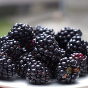 Blackberry Seeds Non-GMO Open Pollinated