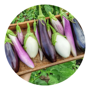 How to grow eggplants