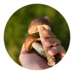 Mushroom Compost Organic Fertilizer