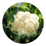 Organinc Cauliflower Seeds
