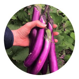 eggplants seeds