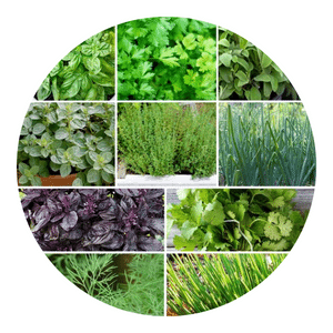 Organic Herbs Seeds