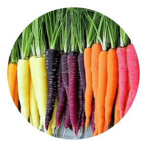 Organic Carrot Seeds Rainbow Blend
