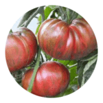tomato organic seeds